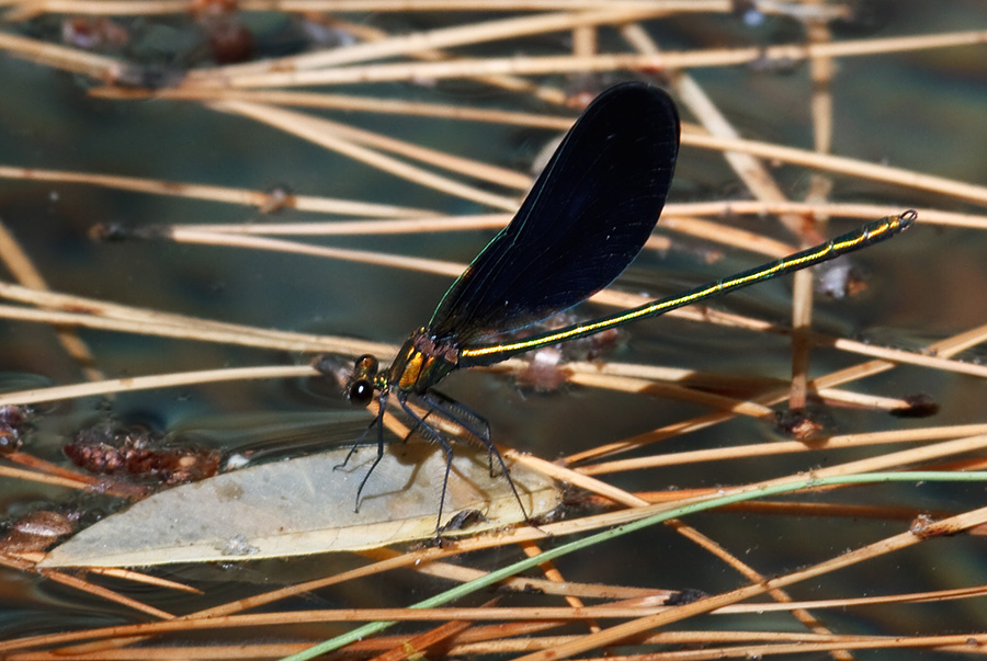 Calopteryx haemorrhoidalis  maschio ssp occasi non adulto?